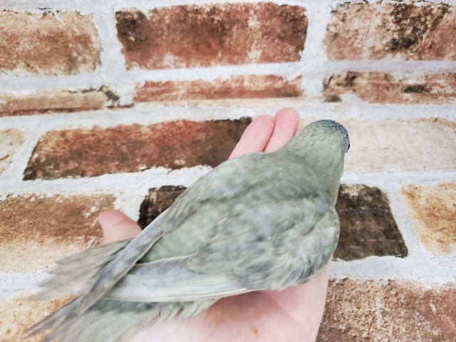 サザナミインコ