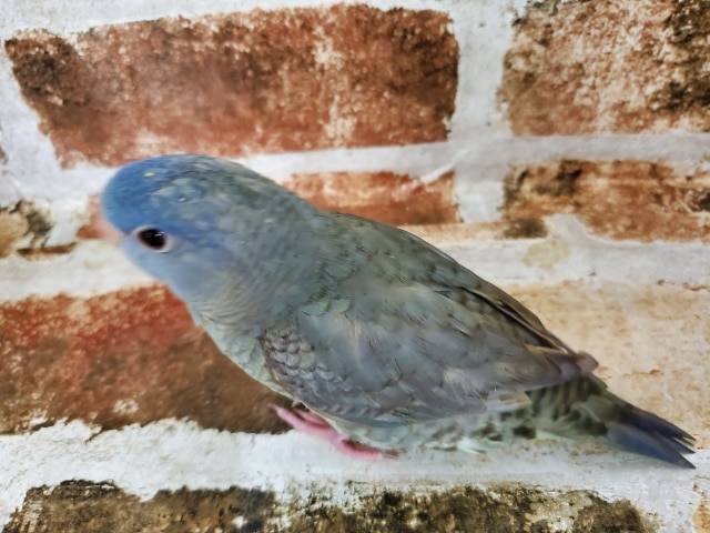 サザナミインコ