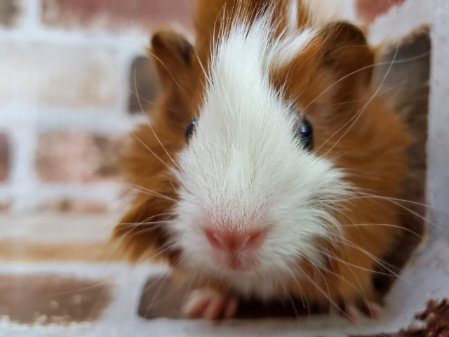 当店生まれ!巻き毛モルくん! 巻き毛