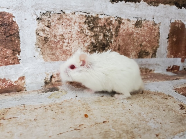  ロボロフスキーハムスター