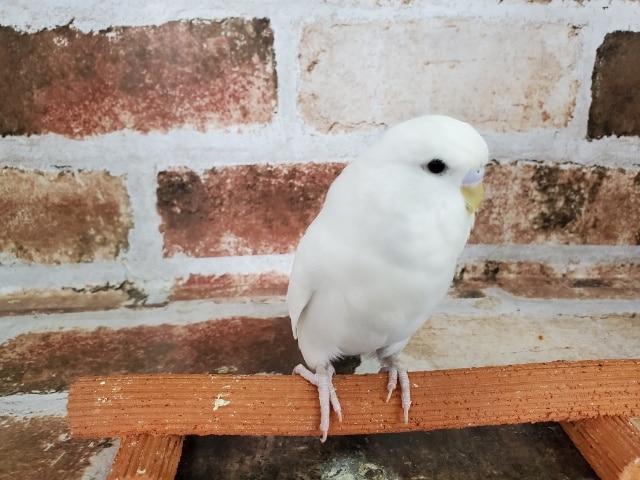 真っ白なジャンボセキセイ! ジャンボセキセイインコ