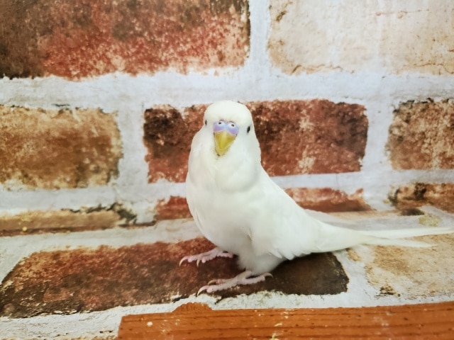 真っ白なジャンボセキセイ! ジャンボセキセイインコ