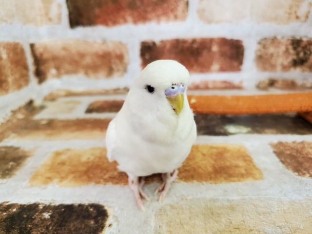 真っ白なジャンボセキセイ! ジャンボセキセイインコ