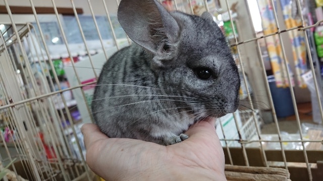 チンチラ