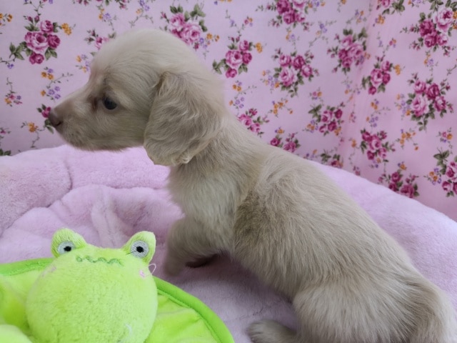 ミニチュアダックス