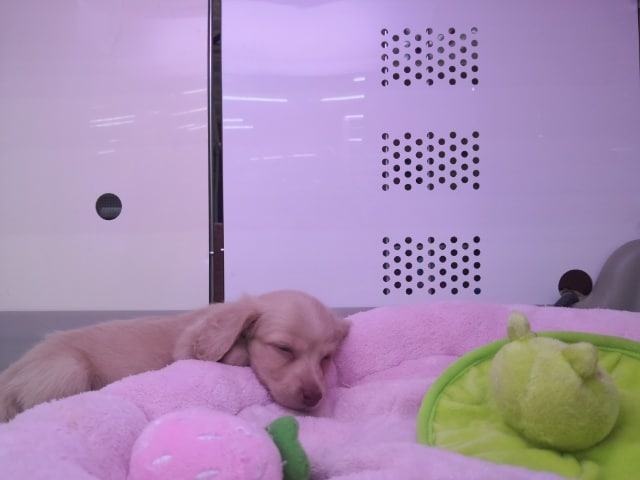 ミニチュアダックス