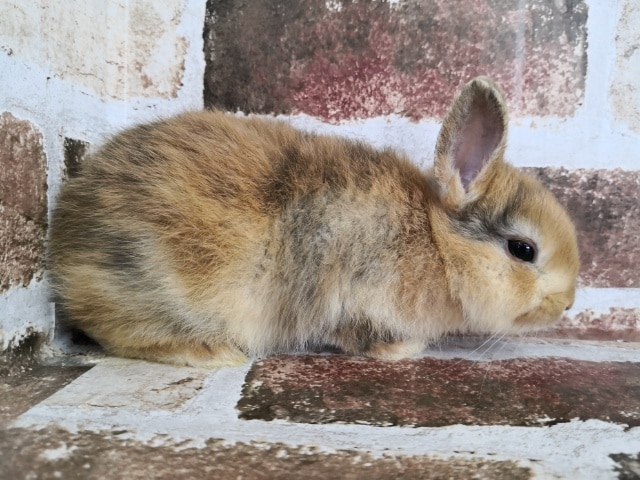 ネザーランドドワーフ