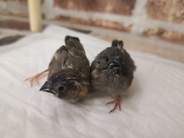 錦花鳥（キンカチョウ）