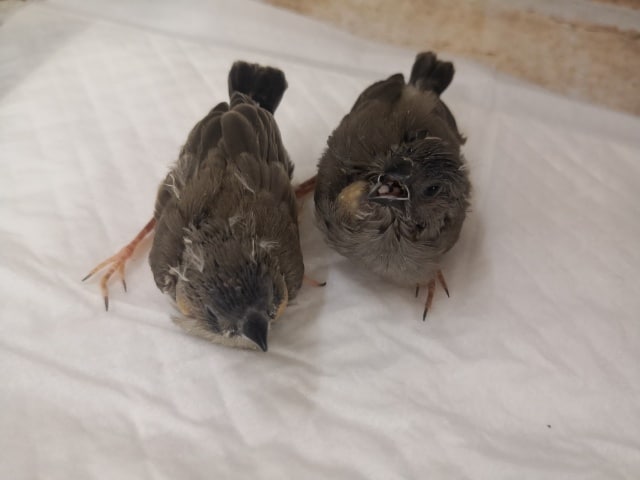 錦花鳥（キンカチョウ）