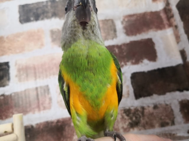 セネガルパロット