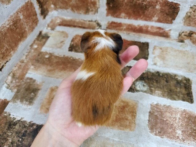 イングリッシュモルモット