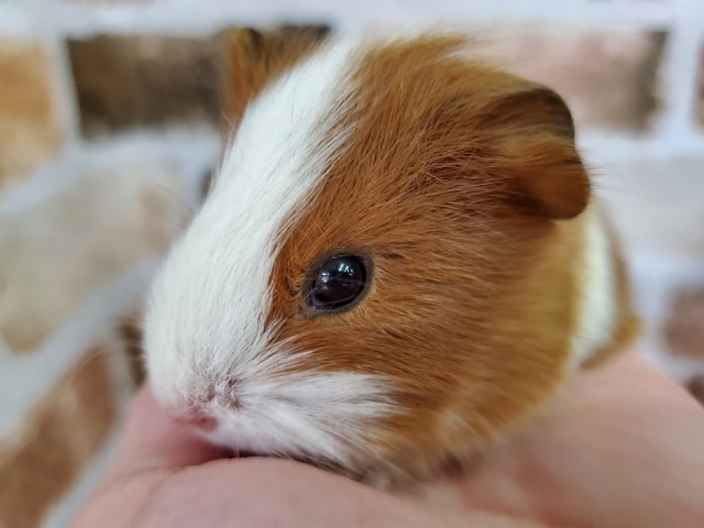 イングリッシュモルモット