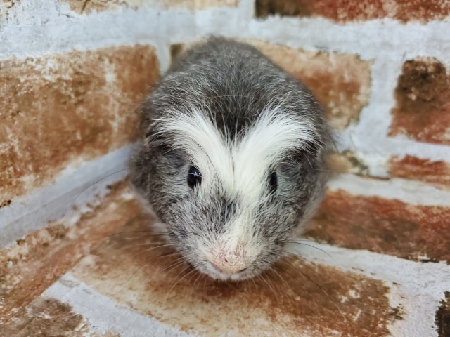 クレステッドモルモット