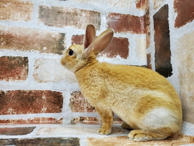 ふわふわ~ミニレッキス!!! ミニレッキス