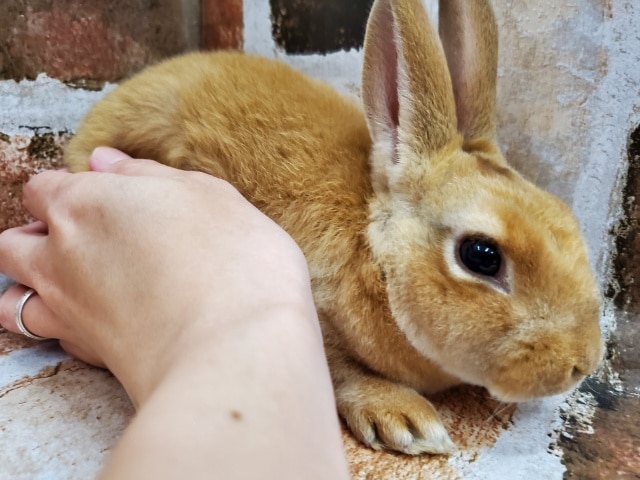 ふわふわ~ミニレッキス!!! ミニレッキス
