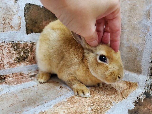 ふわふわ~ミニレッキス!!! ミニレッキス