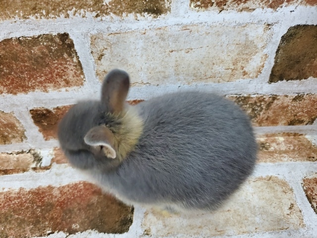 ネザーランドドワーフ