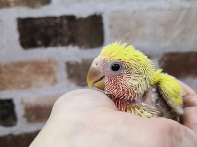 コザクラインコ（小桜インコ）