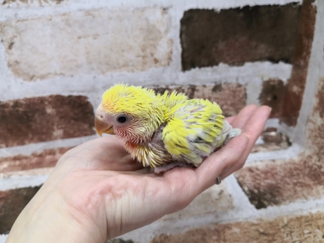 コザクラインコ（小桜インコ）