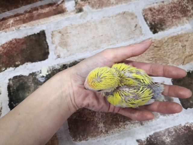 コザクラインコ（小桜インコ）