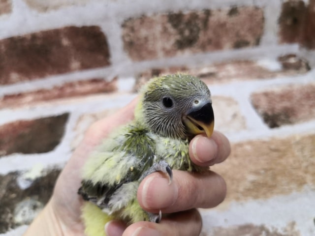 コザクラインコ（小桜インコ）