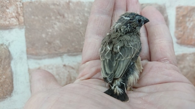 錦花鳥（キンカチョウ）