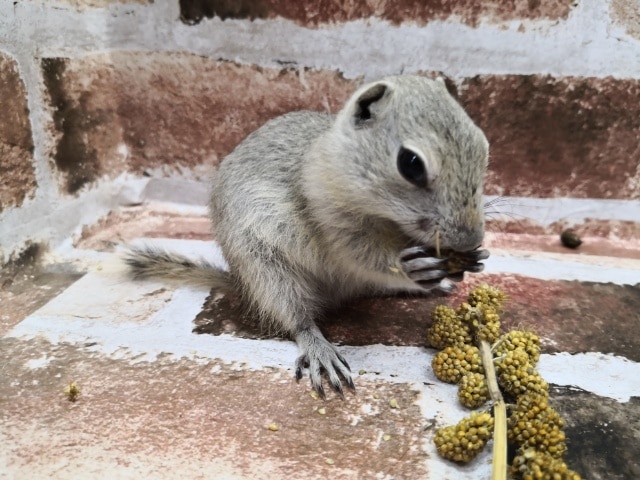 リチャードソンジリス
