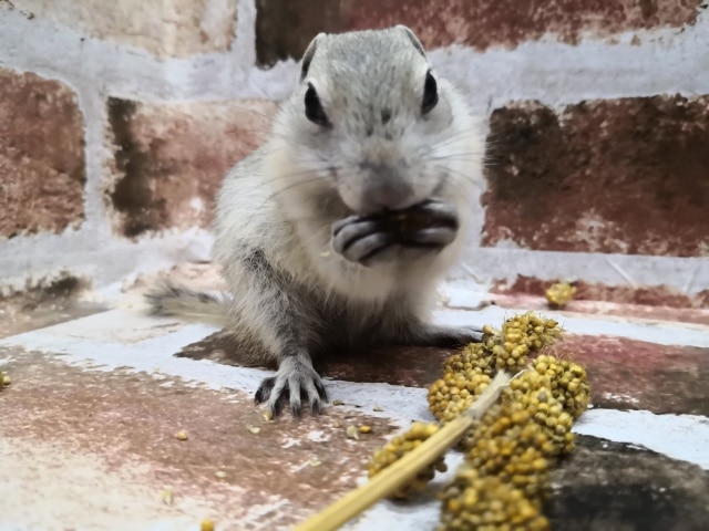 リチャードソンジリス