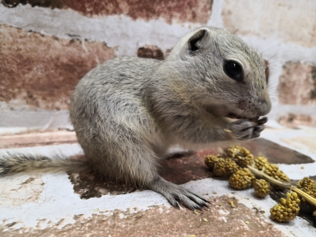 リチャードソンジリス