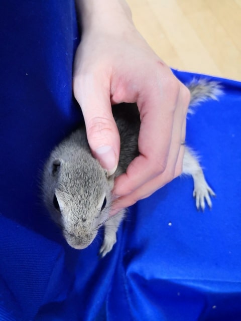 リチャードソンジリス