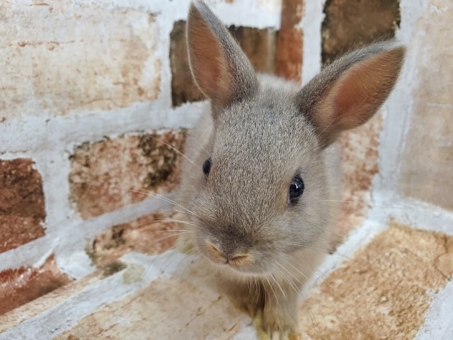 ネザーランドドワーフ