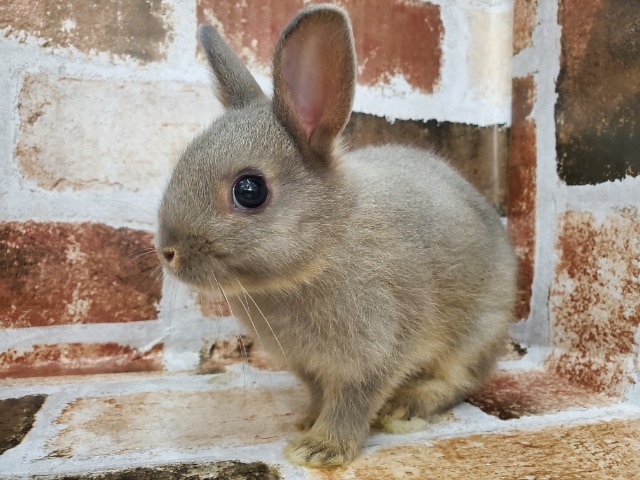 ネザーランドドワーフ