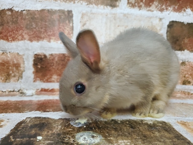 ネザーランドドワーフ