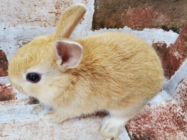 ネザーランドドワーフ