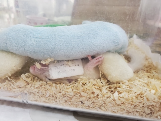 画像更新!!再来!!!ホワイトシマリス♪ ホワイトシマリス