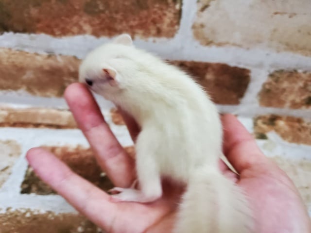 ホワイトシマリス