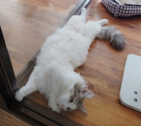 ノルウェージャンフォレストキャット