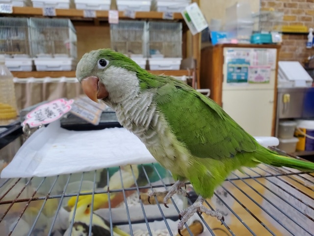 オキナインコ
