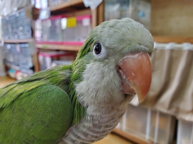 オキナインコ