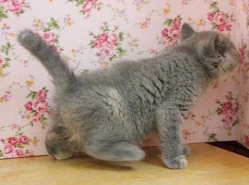 スコティッシュフォールド