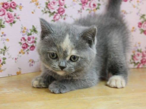 スコティッシュフォールド