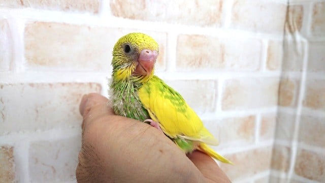 「スパングルパイド」 セキセイ、来ました!! セキセイインコ
