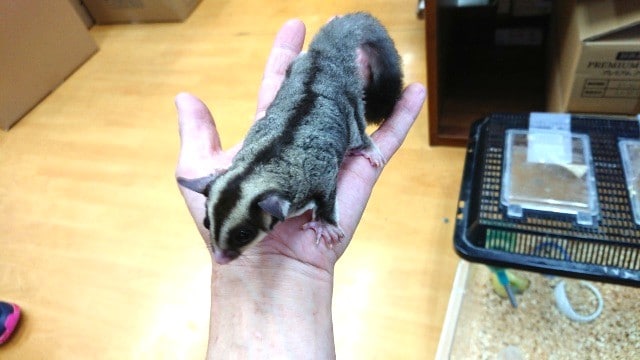 フクロモモンガ