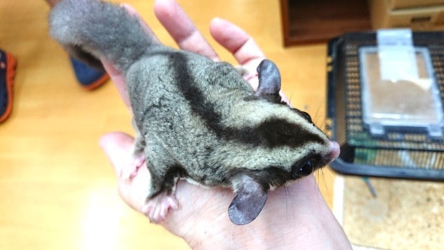 フクロモモンガ