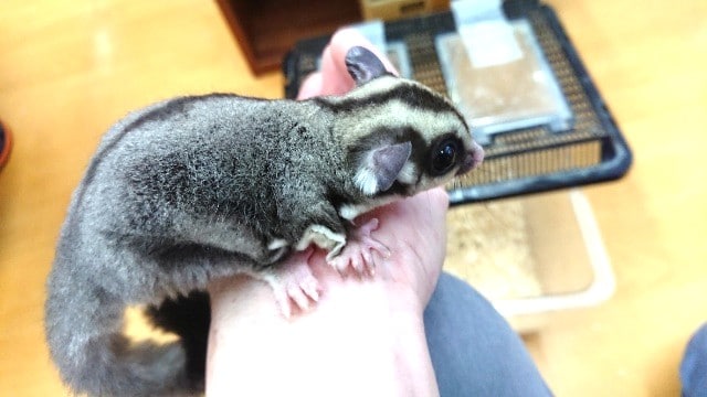 フクロモモンガ