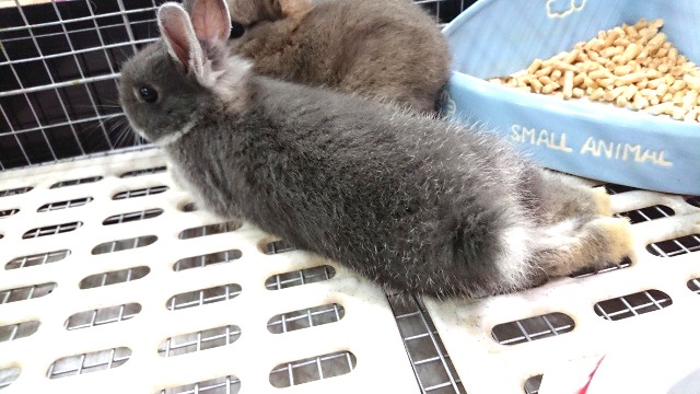 ネザーランドドワーフ