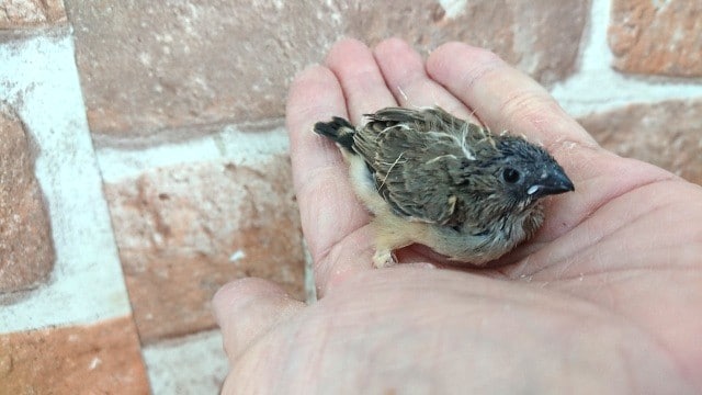 錦花鳥（キンカチョウ）