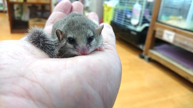 アフリカヤマネ