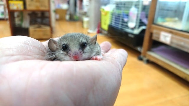 アフリカヤマネ