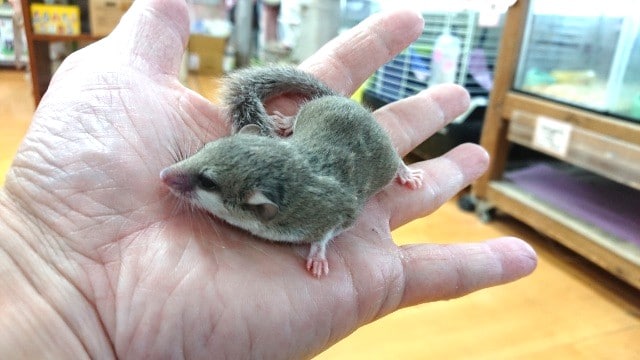 アフリカヤマネ